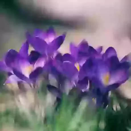 Good for Naturalising